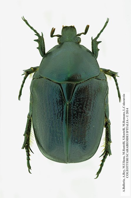 Protaetia sardea